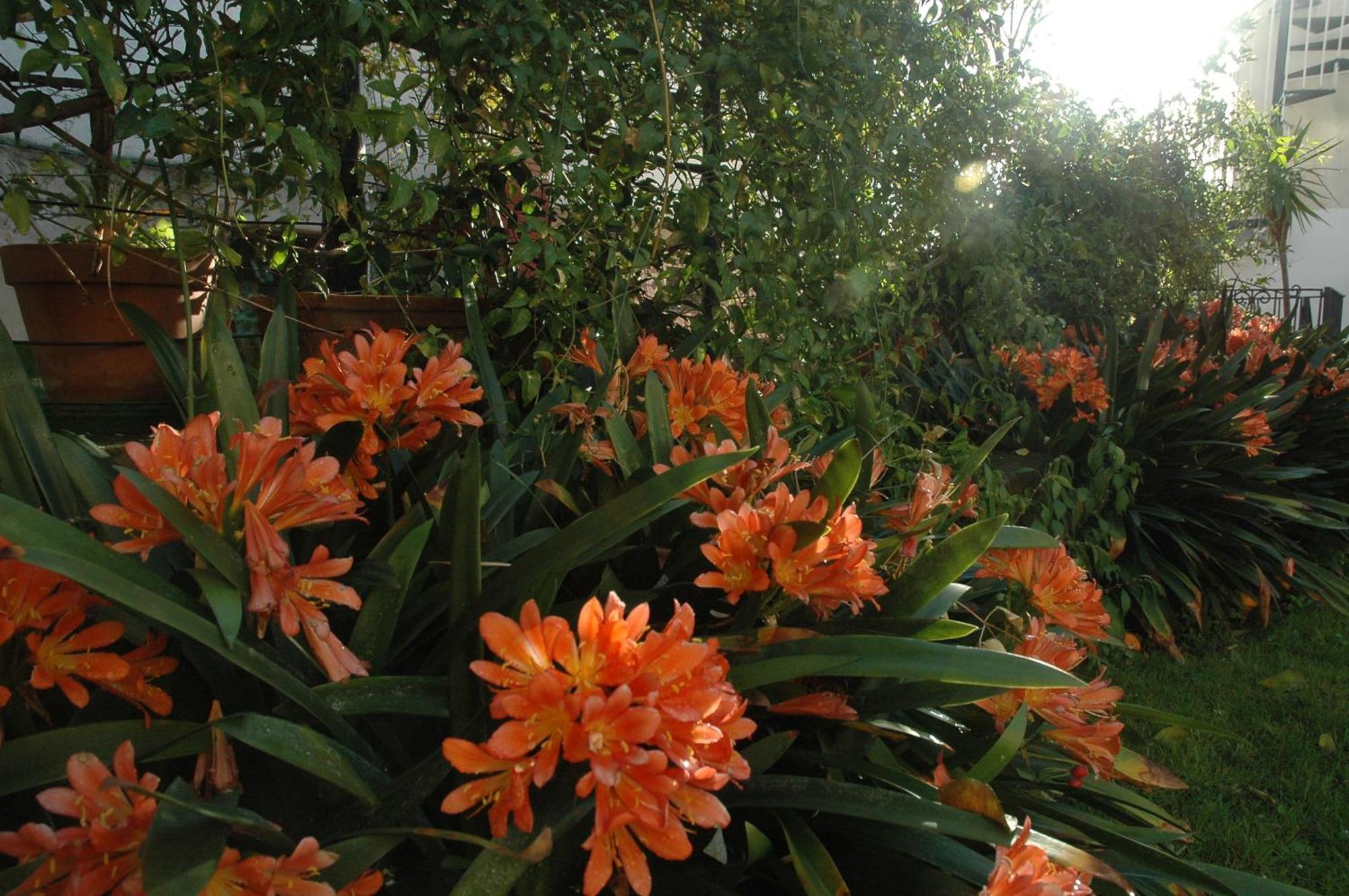 Il Giardino Dei Gigli Daire Meta Dış mekan fotoğraf